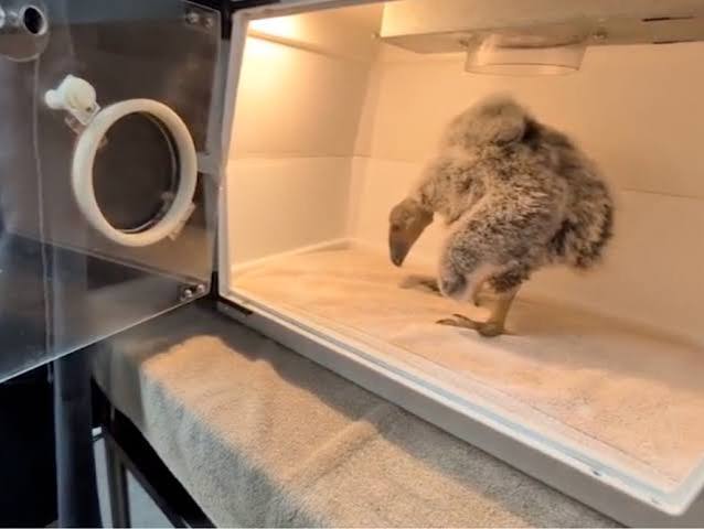 Rescued California Condor Chick Gets Specialized Care At San Diego Zoo Safari Park